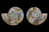Agate Replaced Ammonite Fossil - Madagascar #166945-1